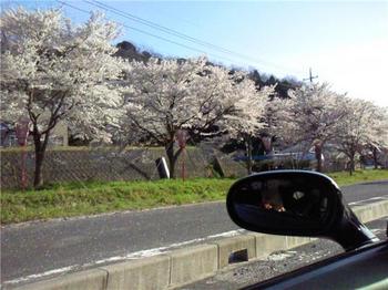 桜祭り1.jpg